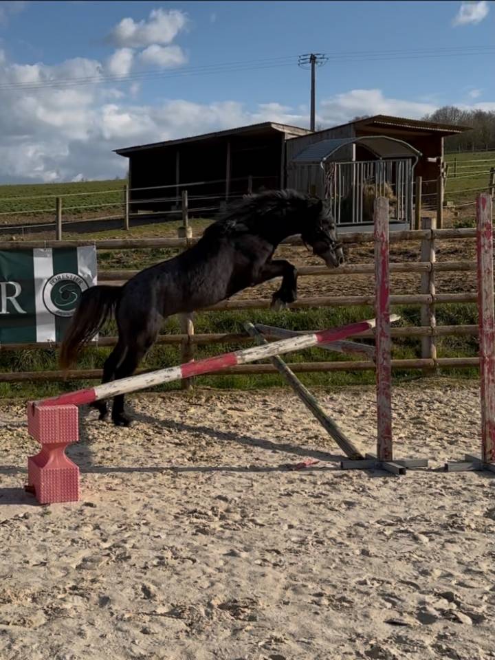Mare Connemara For sale 2023 Grey