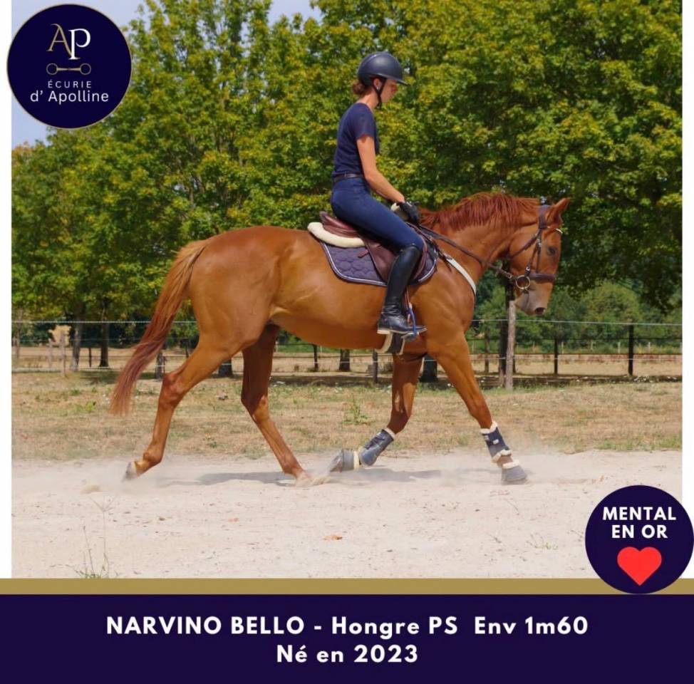 Gelding Thoroughbred For sale 2023 Chesnut