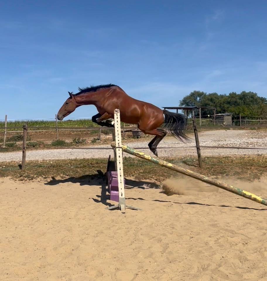 Gelding No Origin Recorded For sale 2019 Bay
