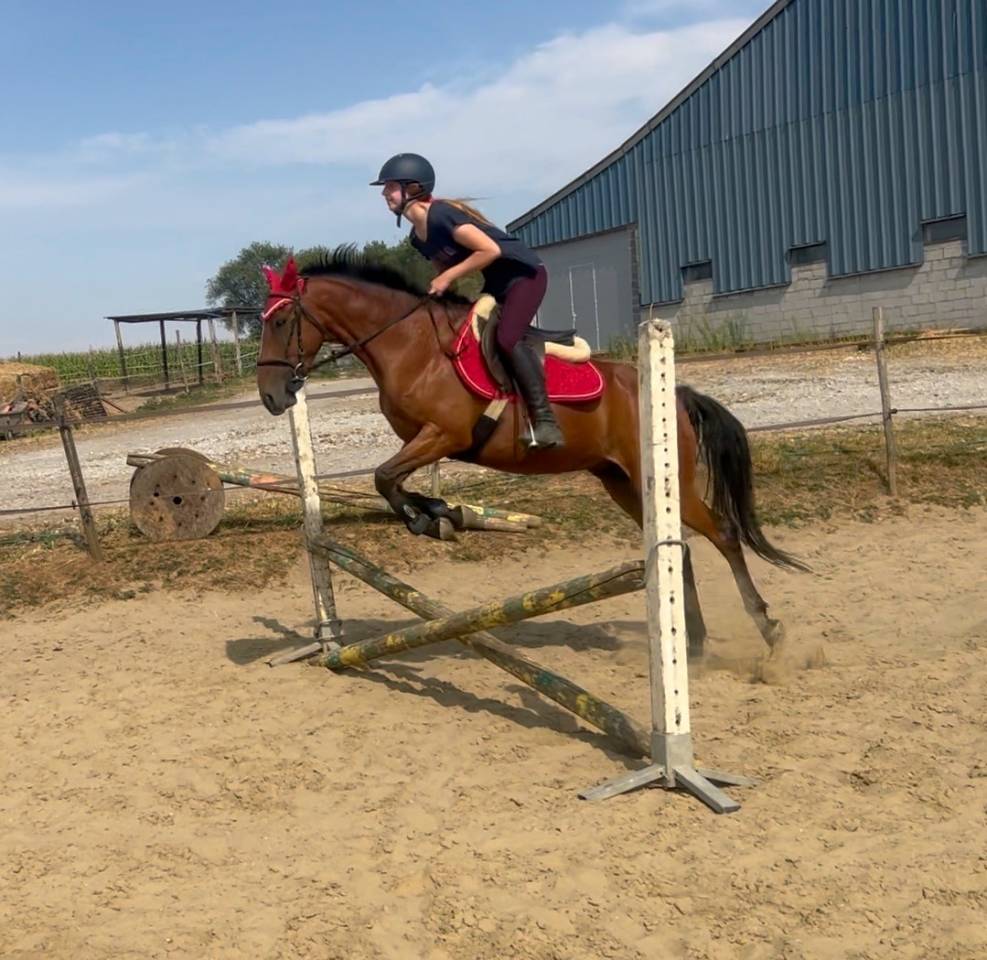 Gelding No Origin Recorded For sale 2019 Bay