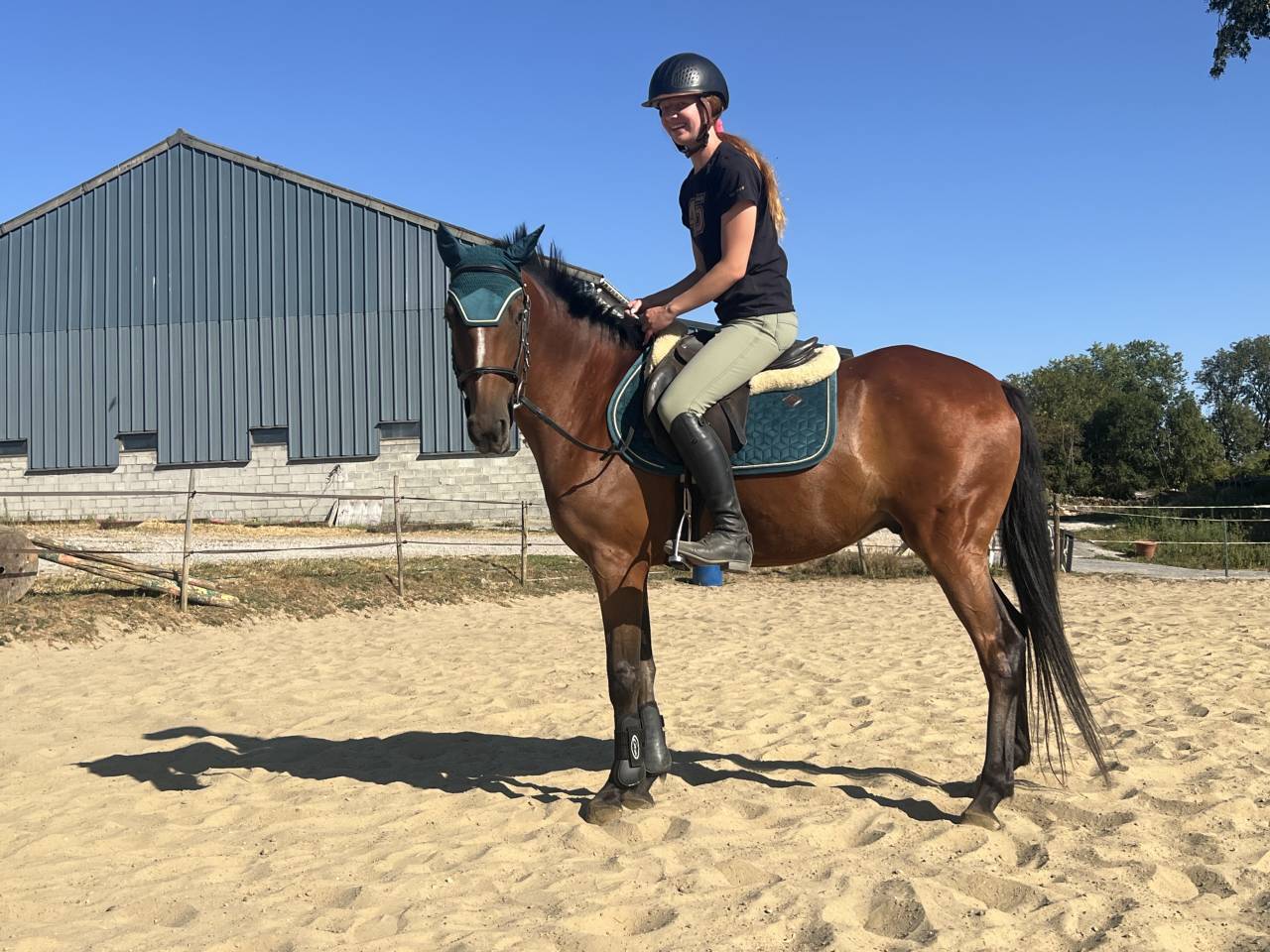 Gelding No Origin Recorded For sale 2019 Bay