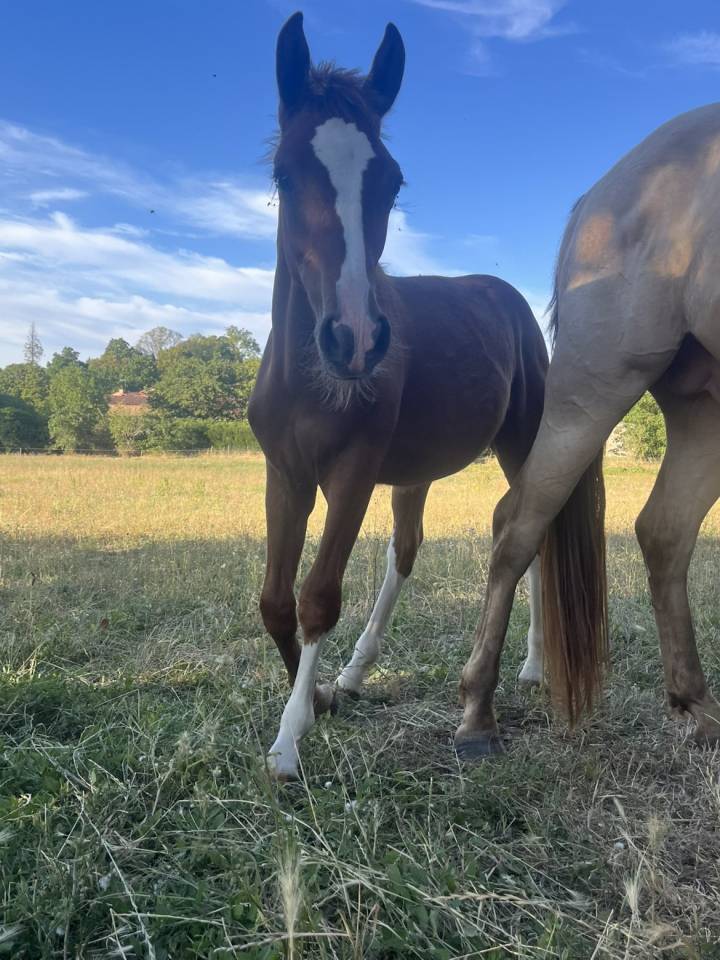 Colt French Saddle Pony For sale 2026 Chesnut