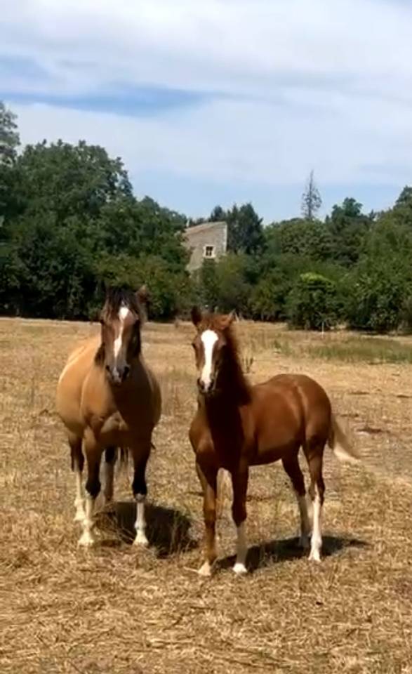 Colt French Saddle Pony For sale 2026 Chesnut