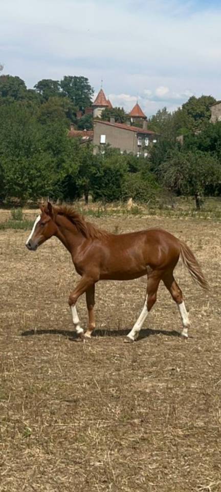 Colt French Saddle Pony For sale 2026 Chesnut