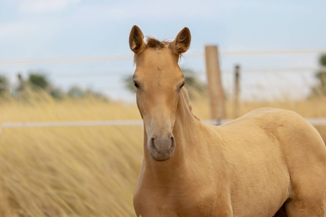 Colt PRE Pure Spanish Bred For sale 2026 Pearl