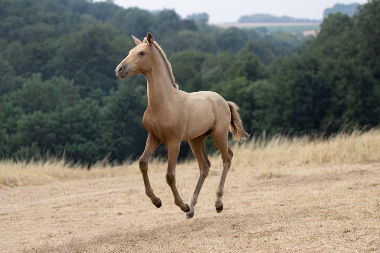 Colt PRE Pure Spanish Bred For sale 2026 Pearl