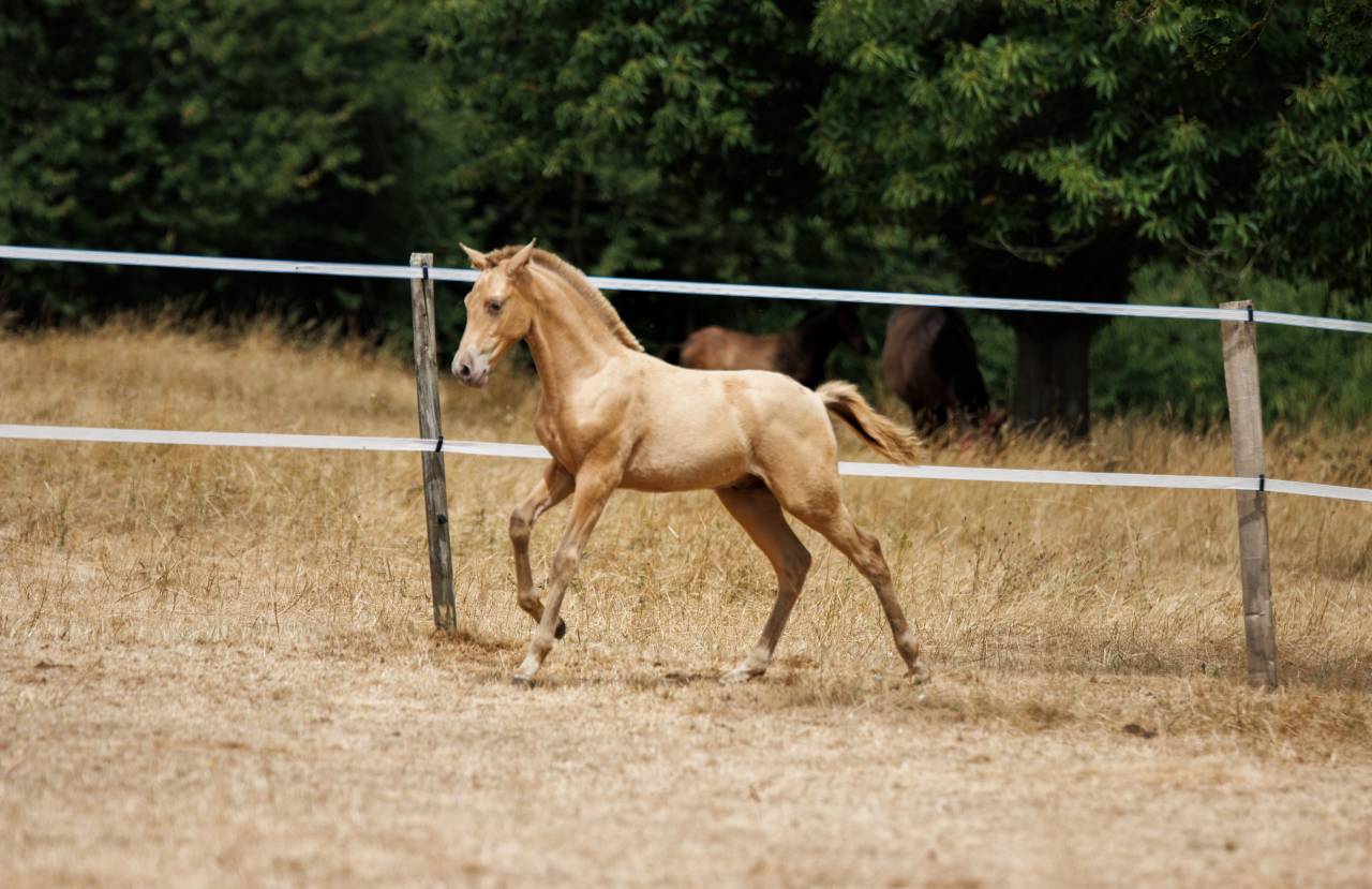 Colt PRE Pure Spanish Bred For sale 2026 Pearl