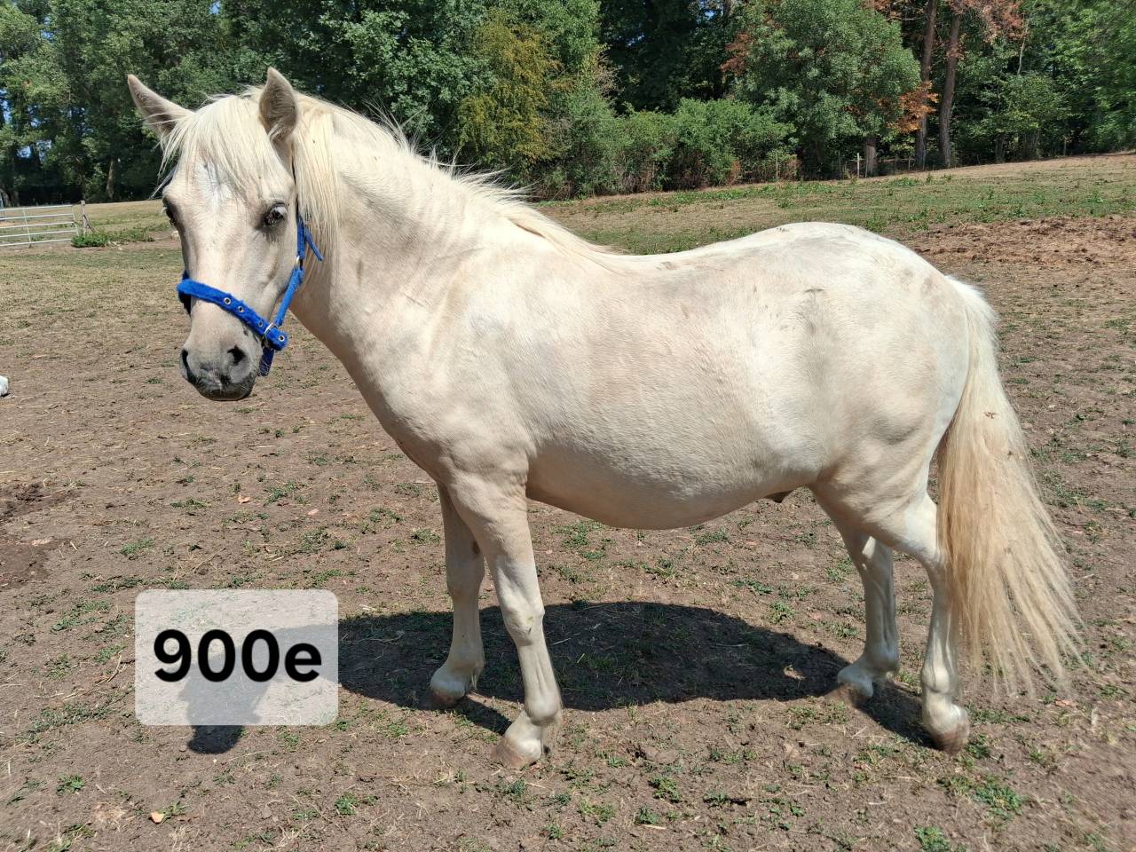 Entire No Origin Recorded For sale 2025 Coloured