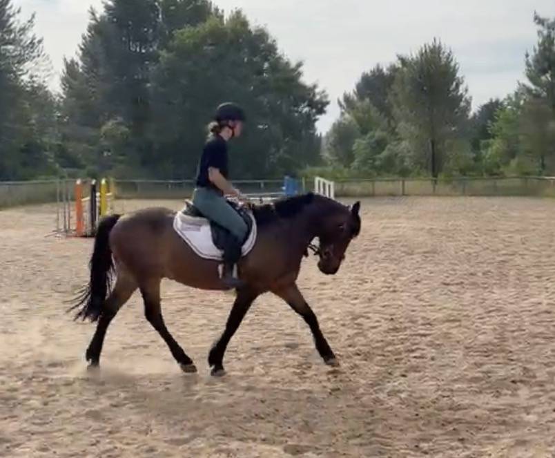 Gelding Origin Recorded For sale 2014 Dark Bay