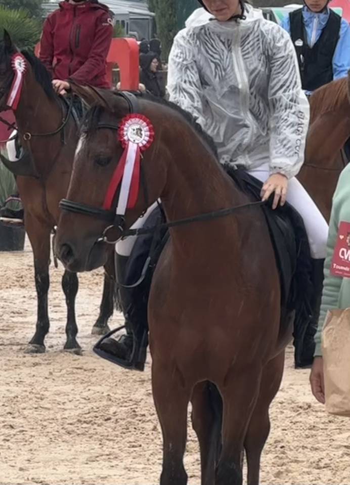 Gelding French Saddle Pony For sale 2017 Bay