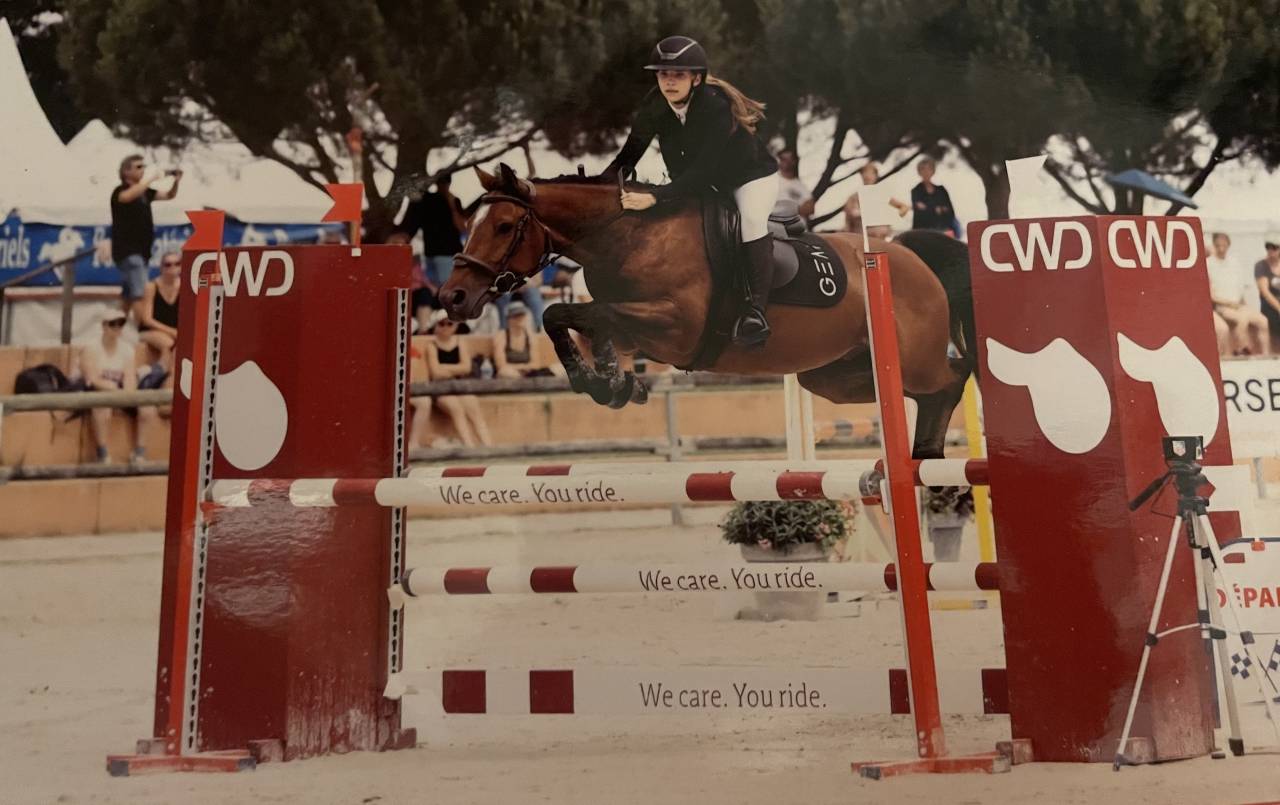 Gelding French Saddle Pony For sale 2017 Bay