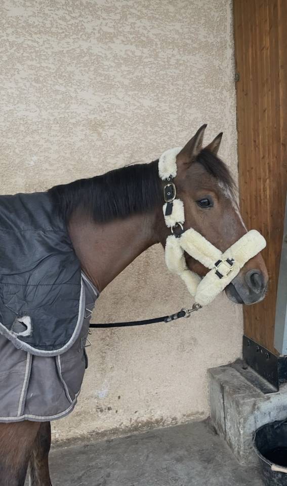 Gelding French Saddle Pony For sale 2017 Bay