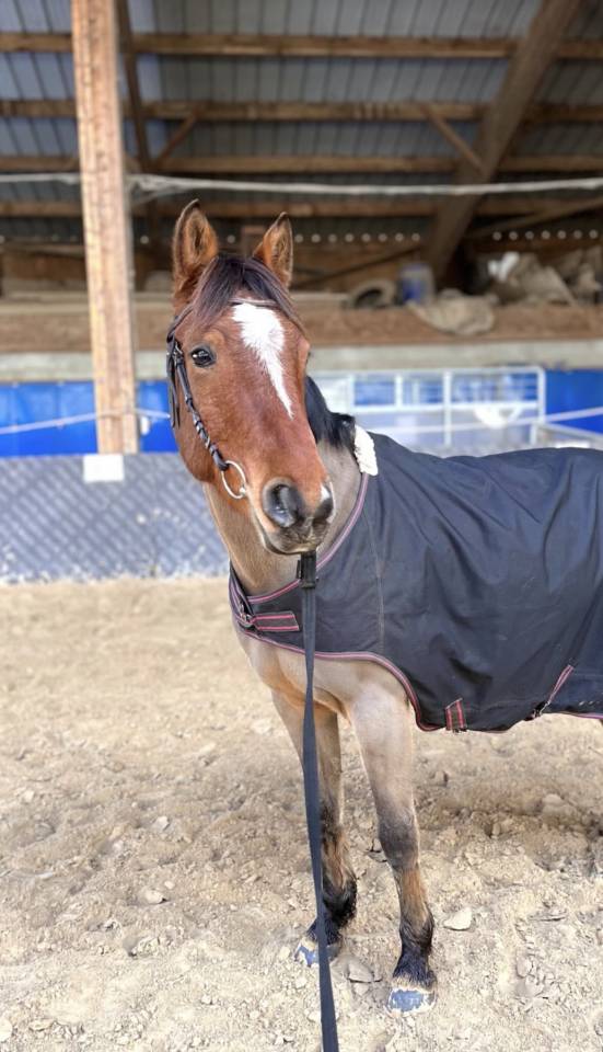 Gelding French Saddle Pony For sale 2017 Bay