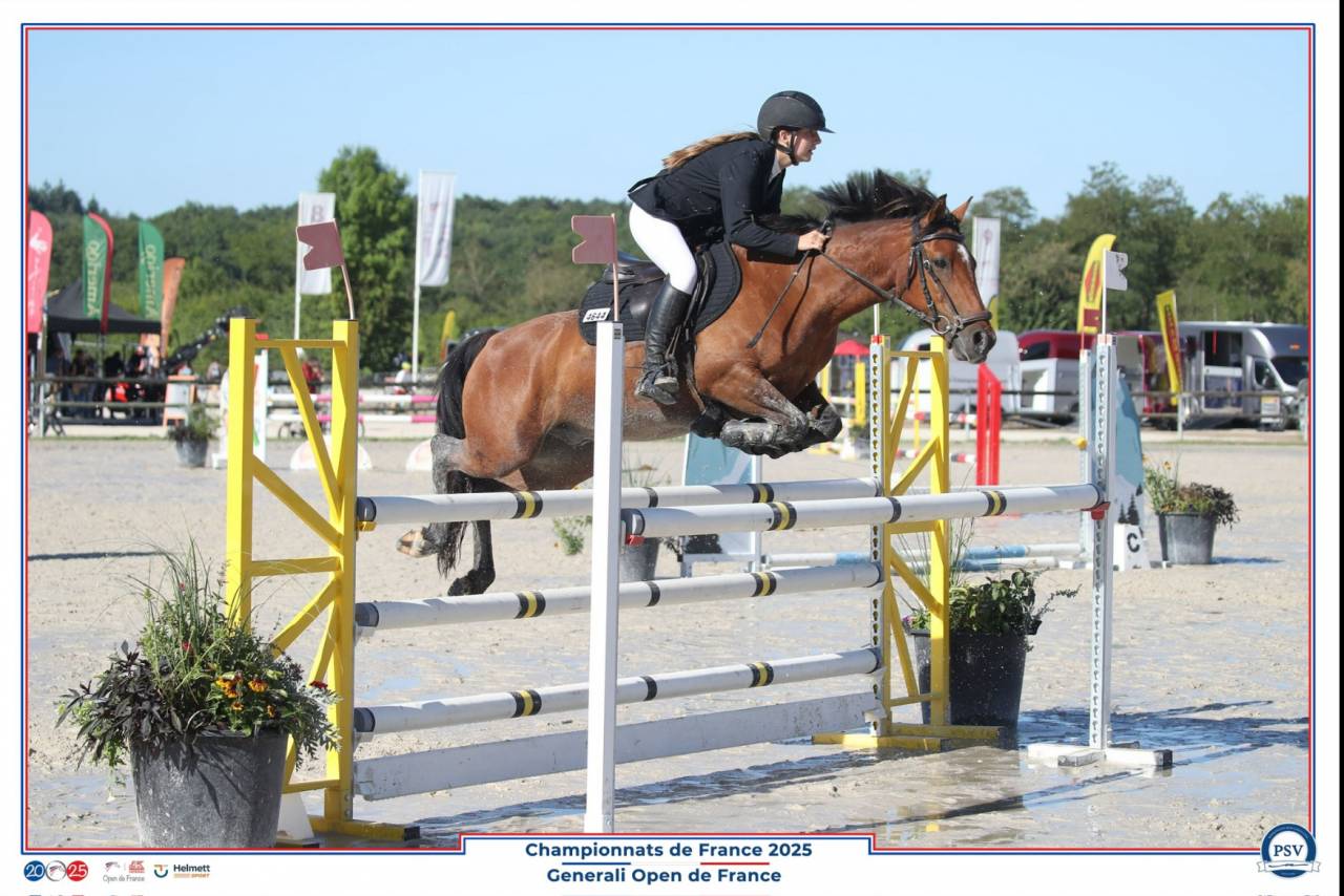 Gelding French Saddle Pony For sale 2017 Bay
