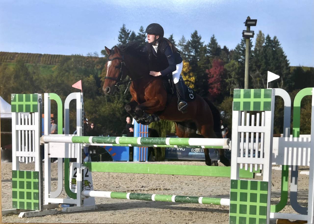 Gelding French Saddle Pony For sale 2017 Bay