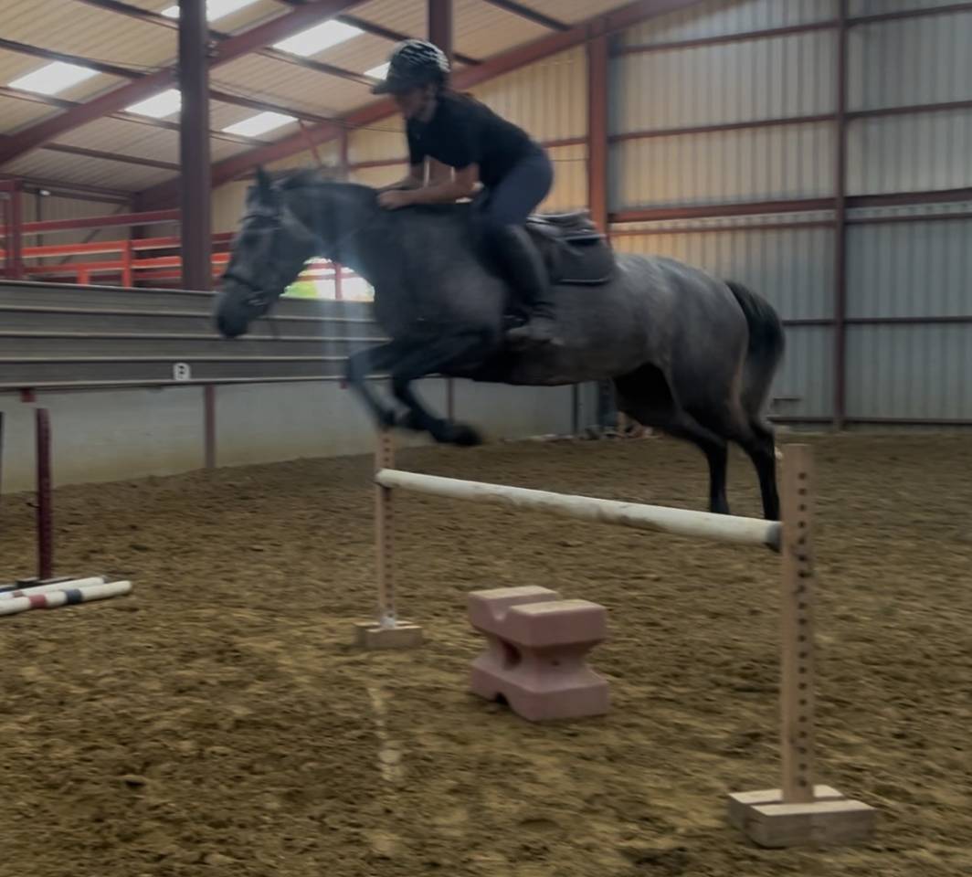 Gelding Connemara For sale 2022 Grey