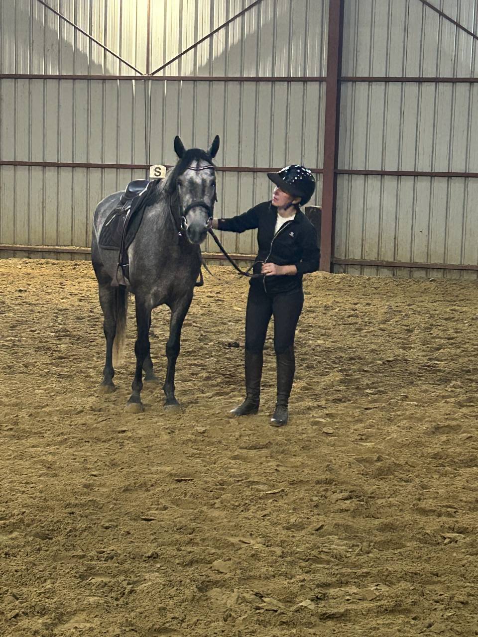 Gelding Connemara For sale 2022 Grey
