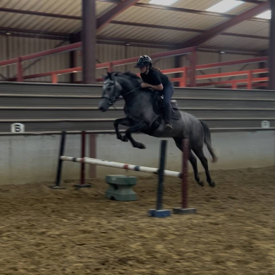 Gelding Connemara For sale 2022 Grey