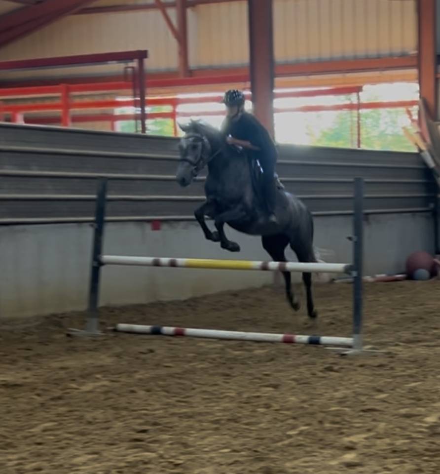 Gelding Connemara For sale 2022 Grey