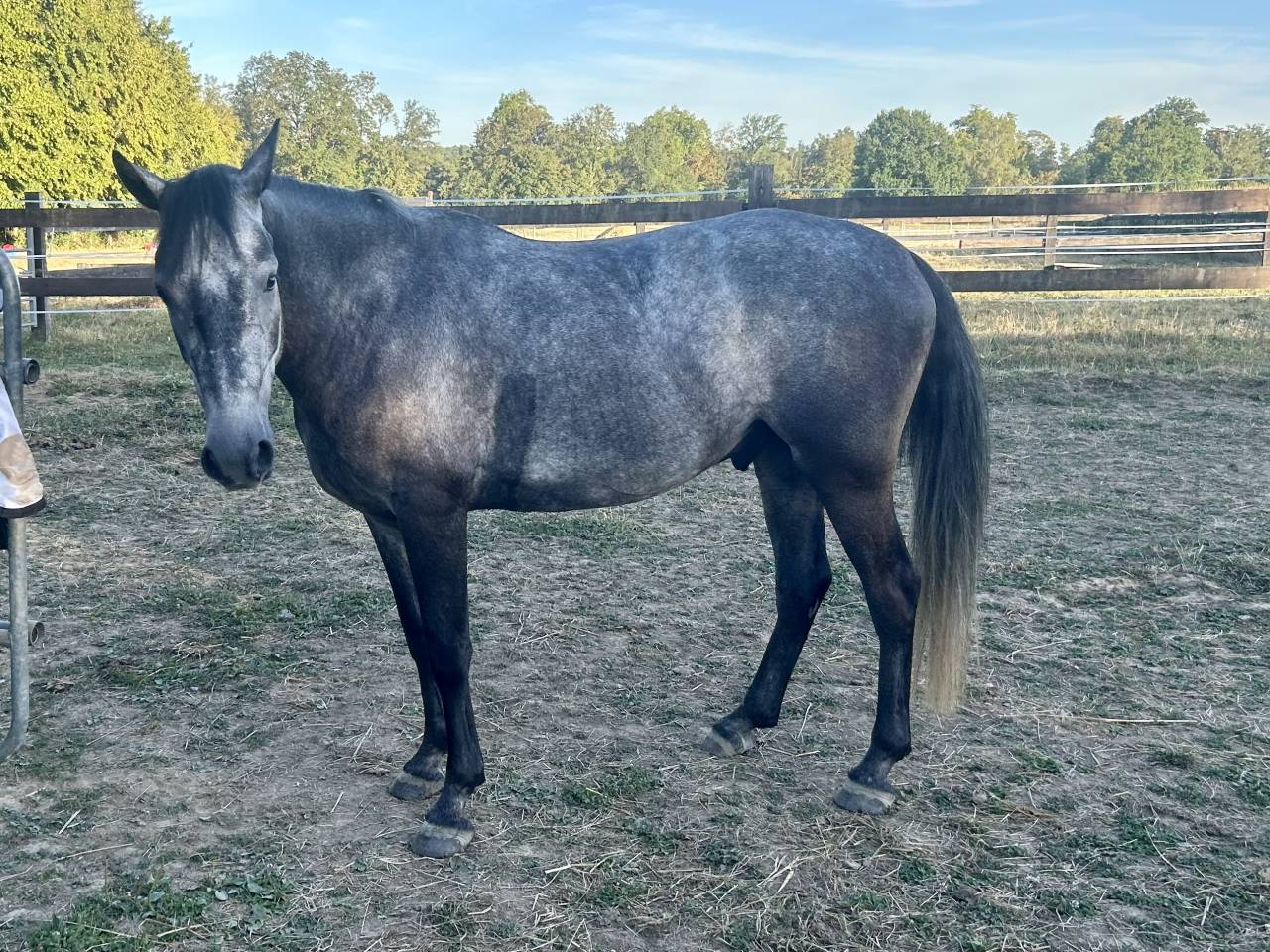Gelding Connemara For sale 2022 Grey