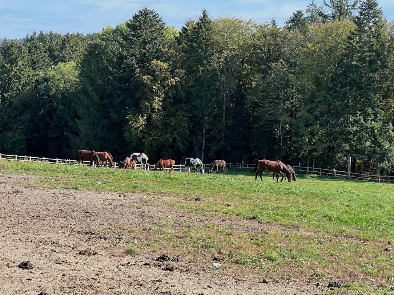 Equestrian farm  Fribourg