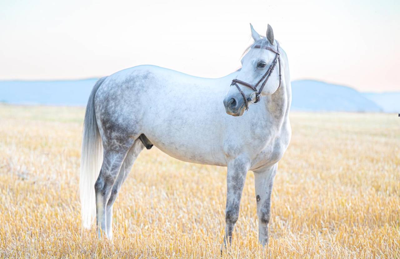 Gelding French Saddle Pony For sale 2017 Grey