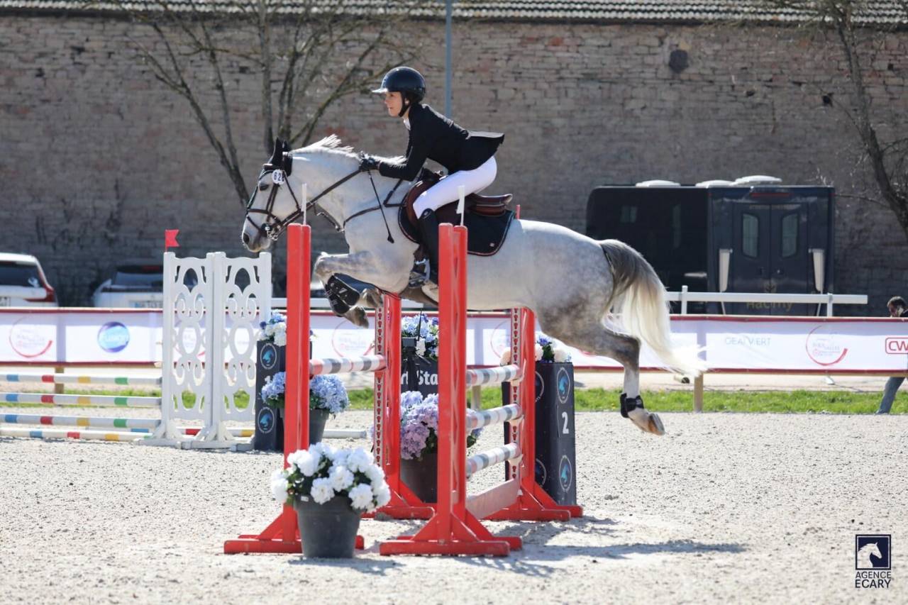 Gelding French Saddle Pony For sale 2017 Grey