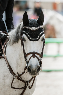 Gelding French Saddle Pony For sale 2017 Grey