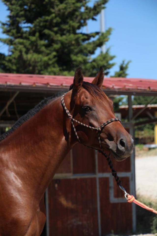 Stallion Cheval de Selle Italien For sale 2023 Bay