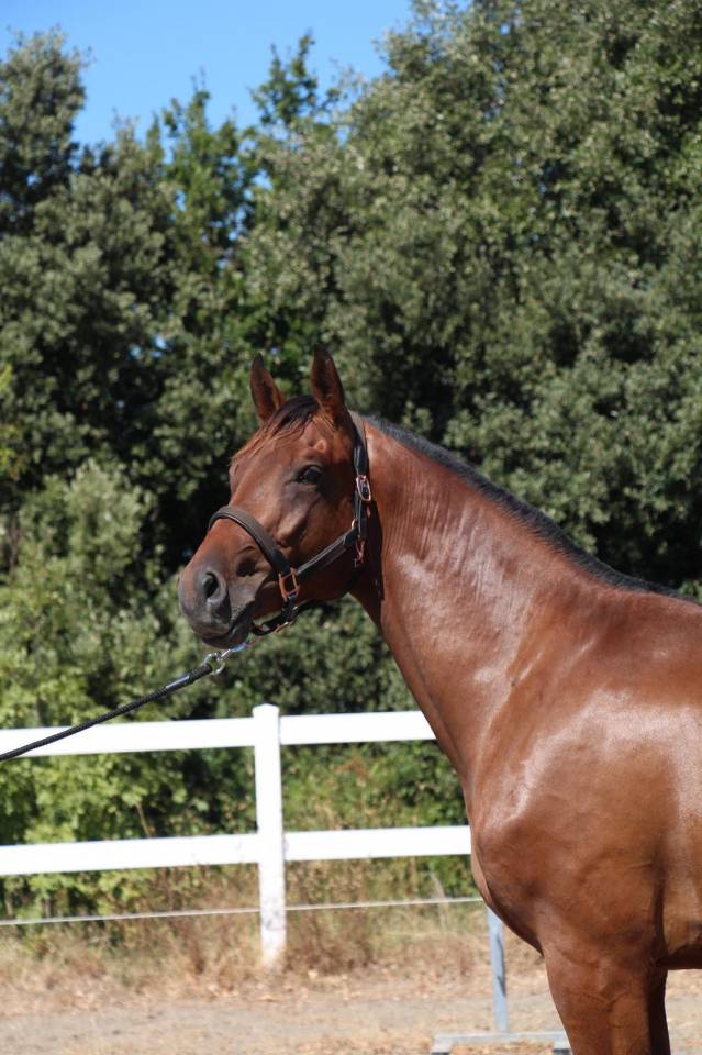 Stallion Cheval de Selle Italien For sale 2023 Bay