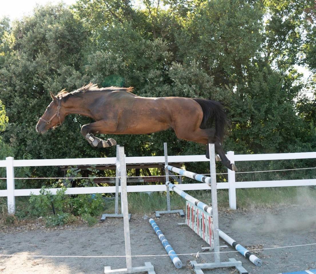 Stallion Cheval de Selle Italien For sale 2023 Bay