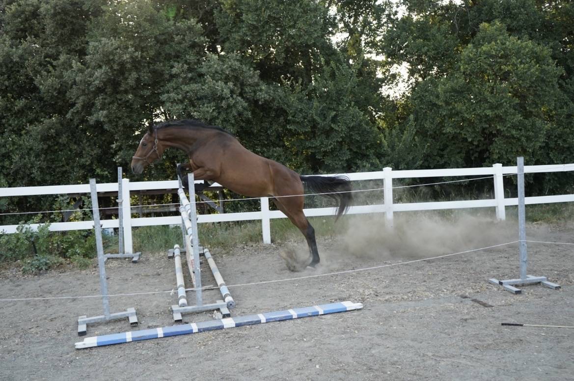 Stallion Cheval de Selle Italien For sale 2023 Bay