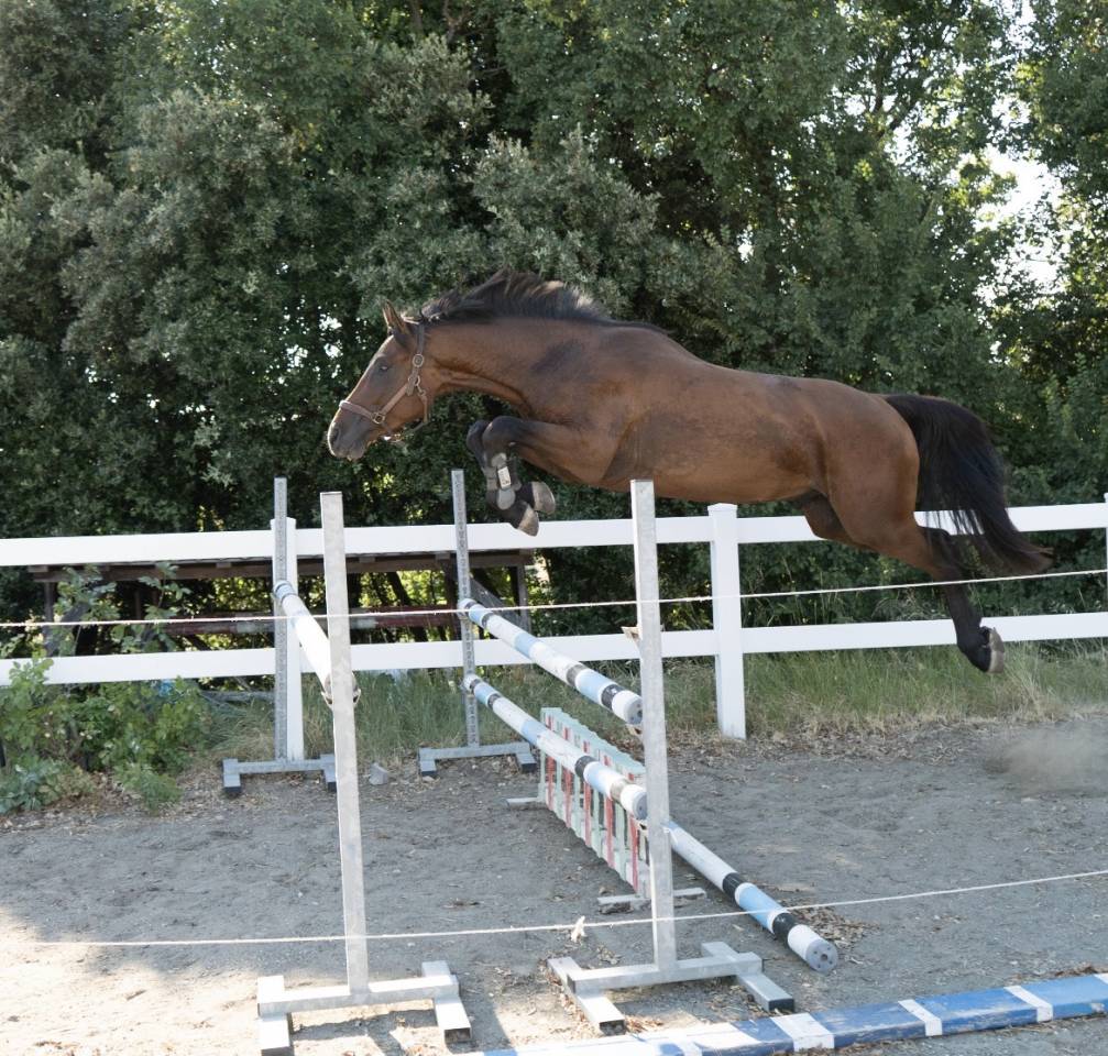 Stallion Cheval de Selle Italien For sale 2023 Bay