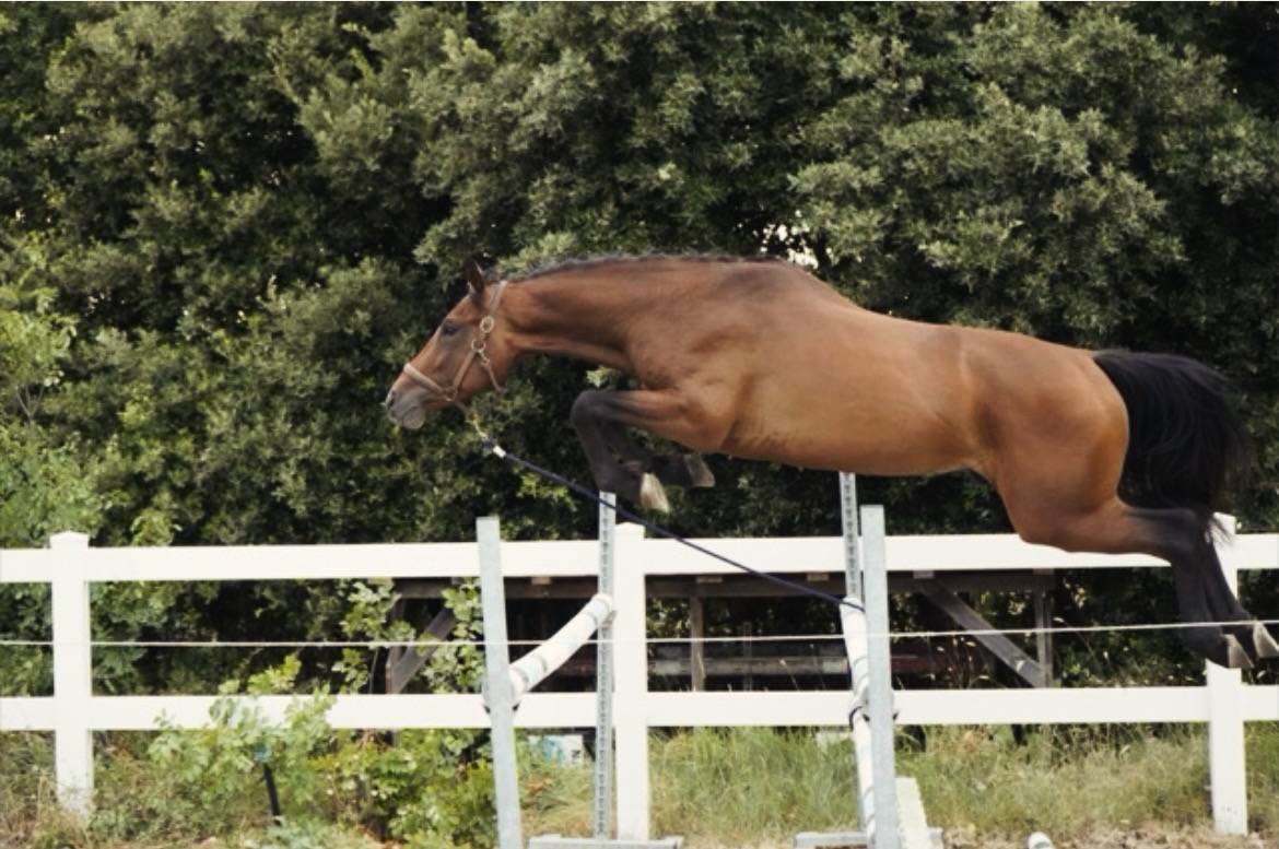 Stallion Cheval de Selle Italien For sale 2023 Bay