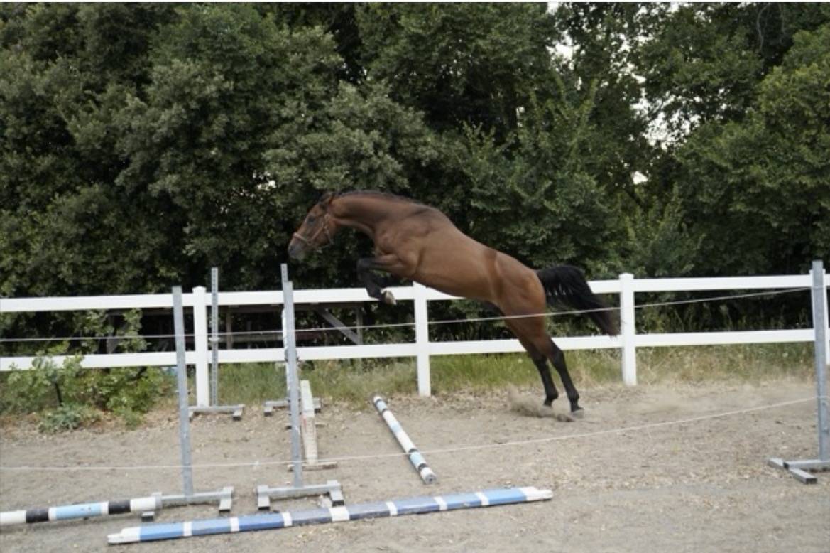Stallion Cheval de Selle Italien For sale 2023 Bay