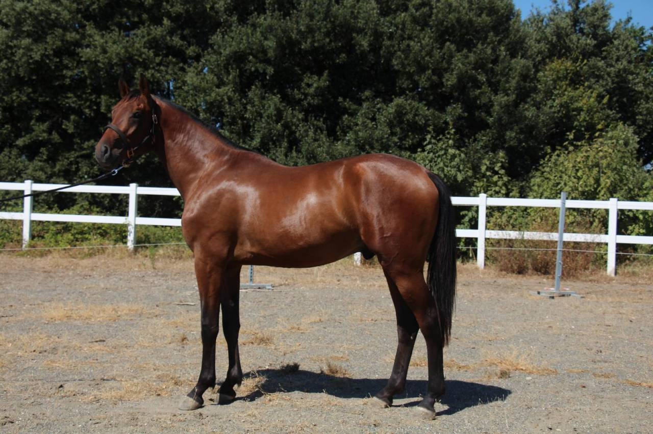 Stallion Cheval de Selle Italien For sale 2023 Bay