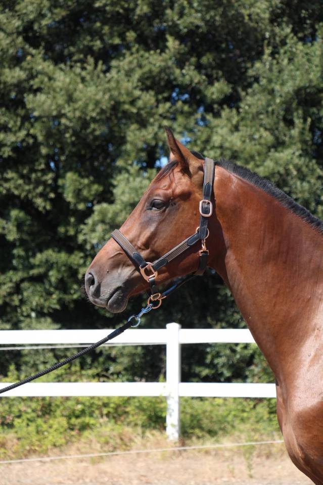 Stallion Cheval de Selle Italien For sale 2023 Bay