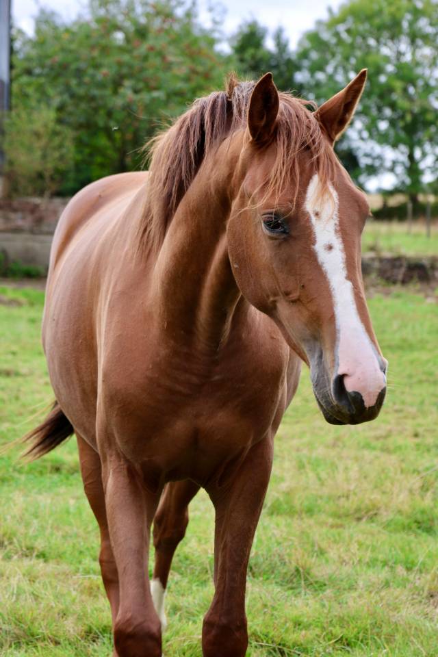 Mare Zangersheide For sale 2023 Chesnut