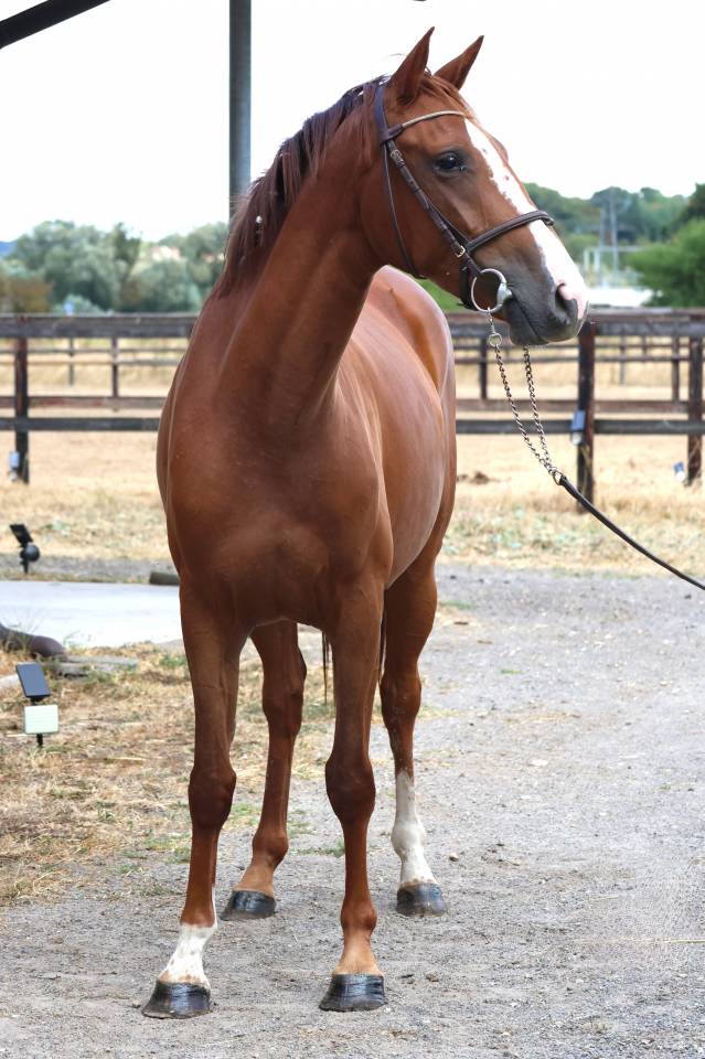 Mare Zangersheide For sale 2023 Chesnut