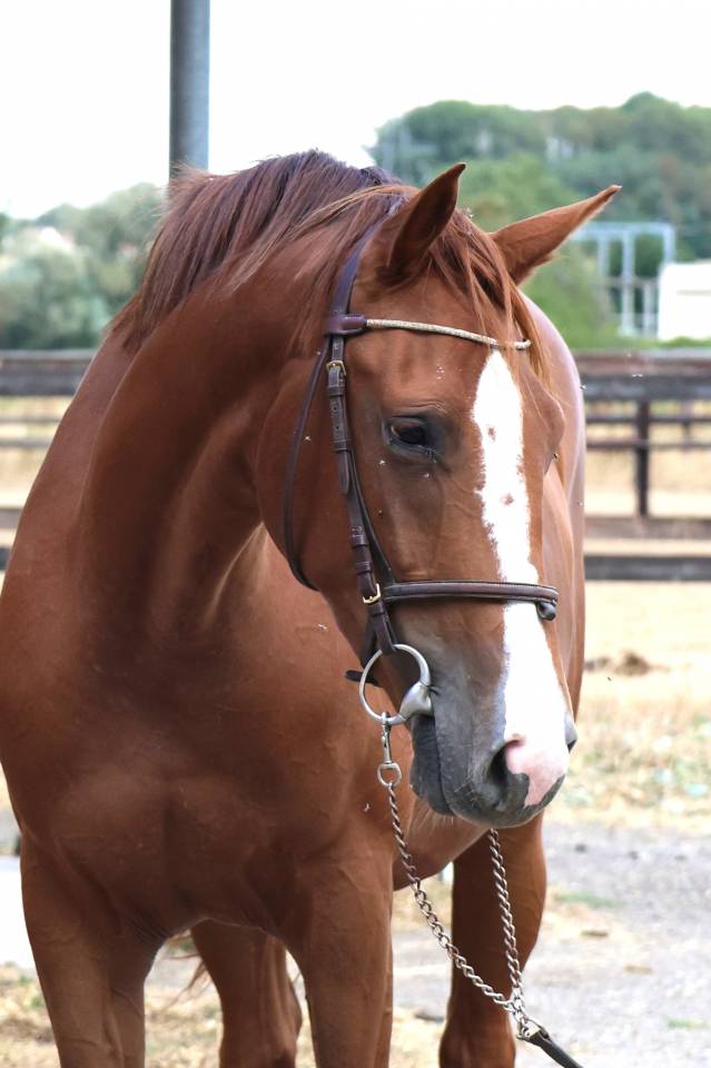 Mare Zangersheide For sale 2023 Chesnut