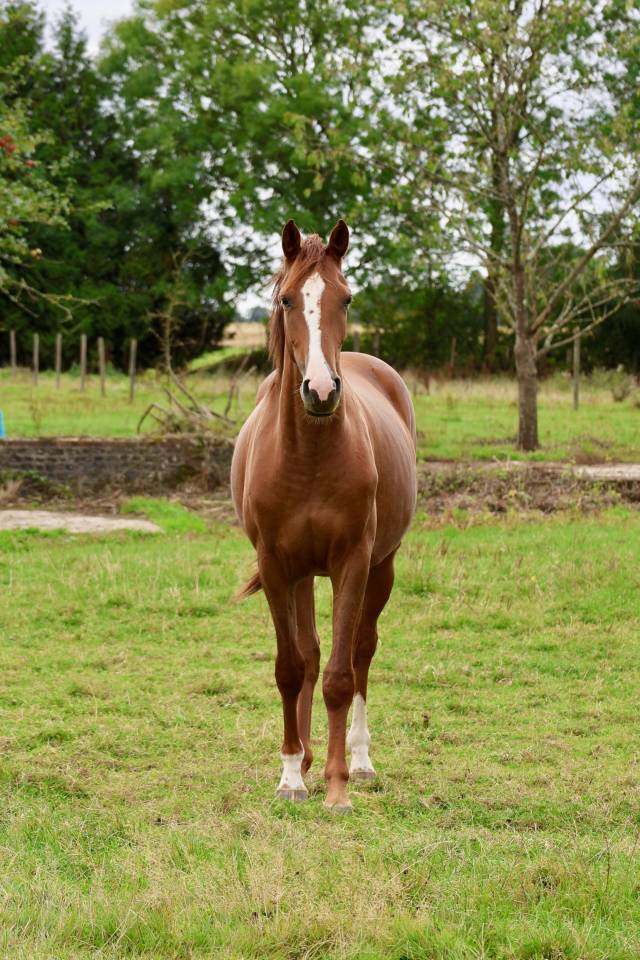 Mare Zangersheide For sale 2023 Chesnut