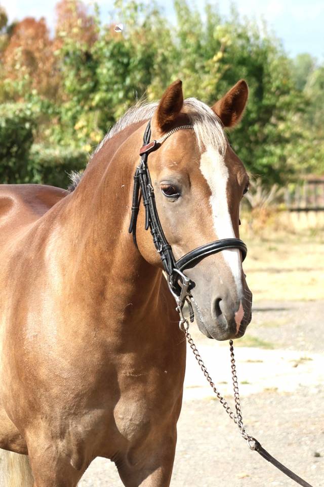 Gelding French Saddle Pony For sale 2021 Silver dapple
