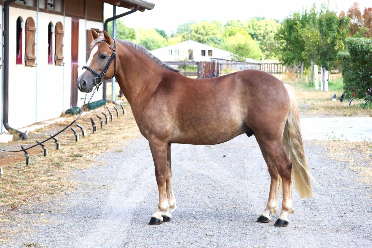 Gelding French Saddle Pony For sale 2021 Silver dapple