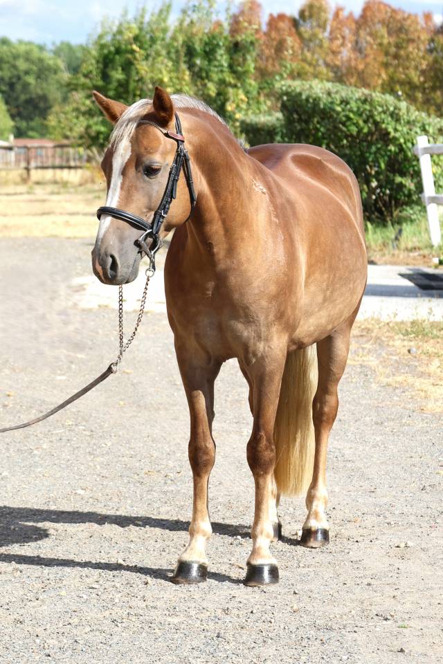 Gelding French Saddle Pony For sale 2021 Silver dapple