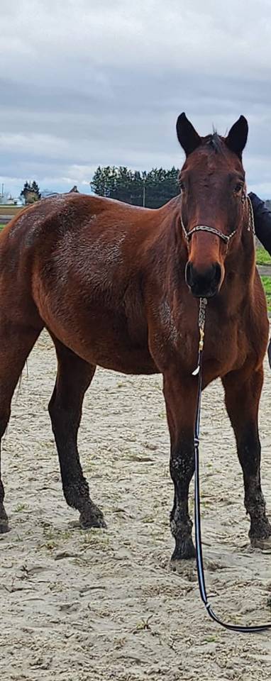 Gelding BWP Belgian Warmblood Free 2008 Bay