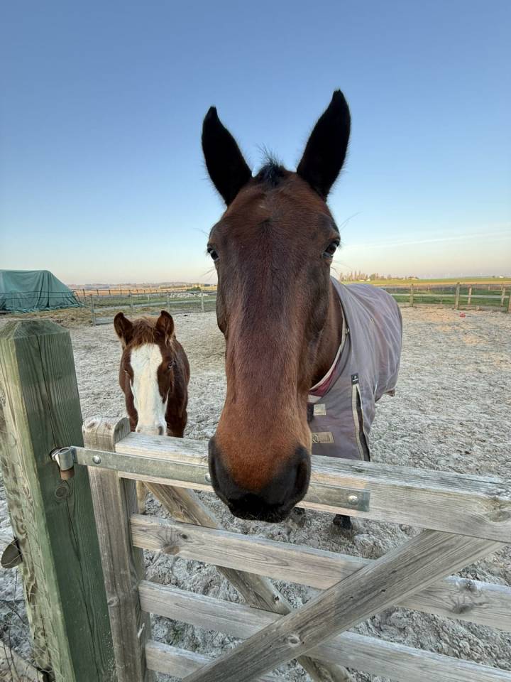 Gelding BWP Belgian Warmblood Free 2008 Bay