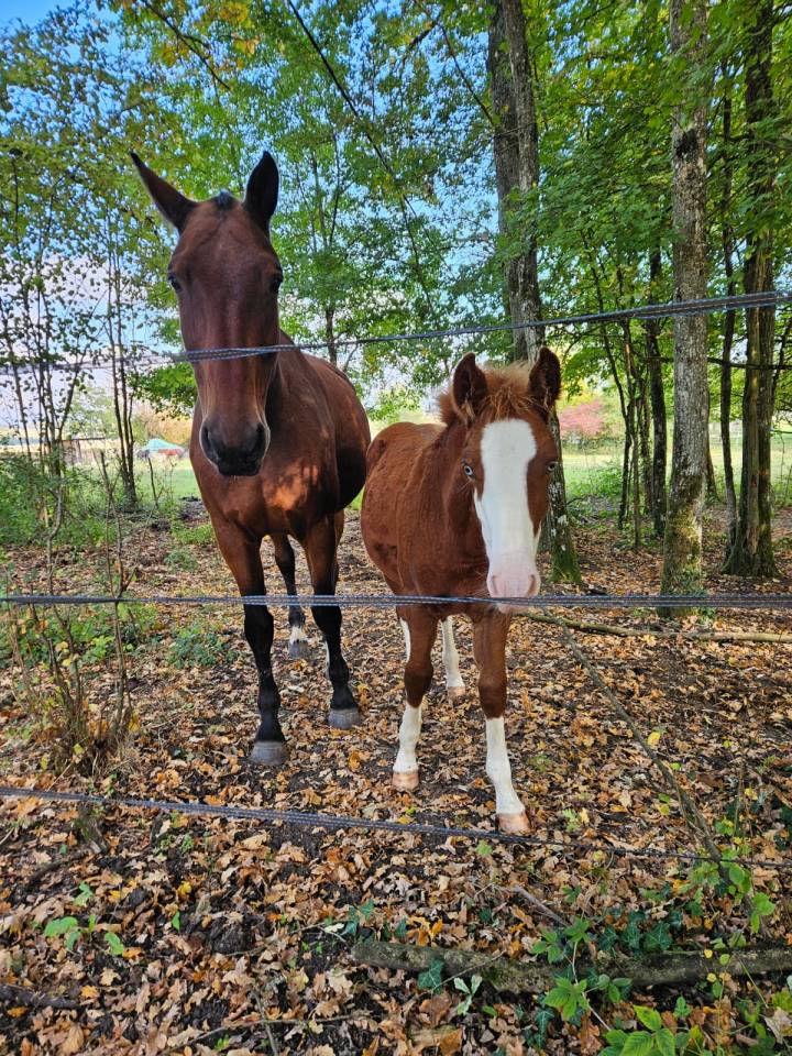 Gelding BWP Belgian Warmblood Free 2008 Bay