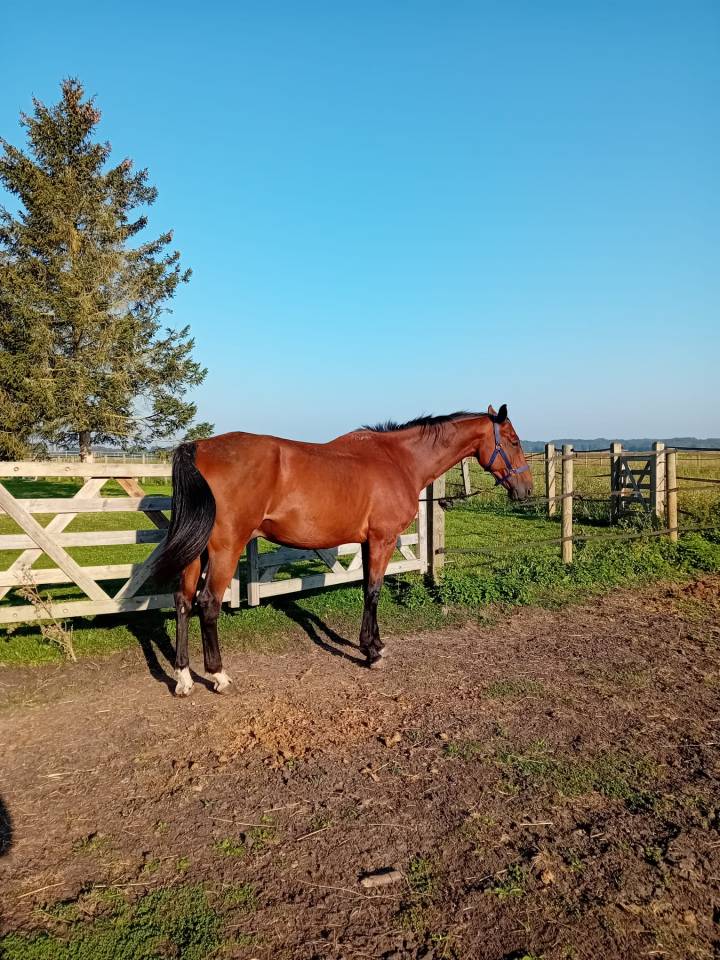 Gelding BWP Belgian Warmblood Free 2008 Bay
