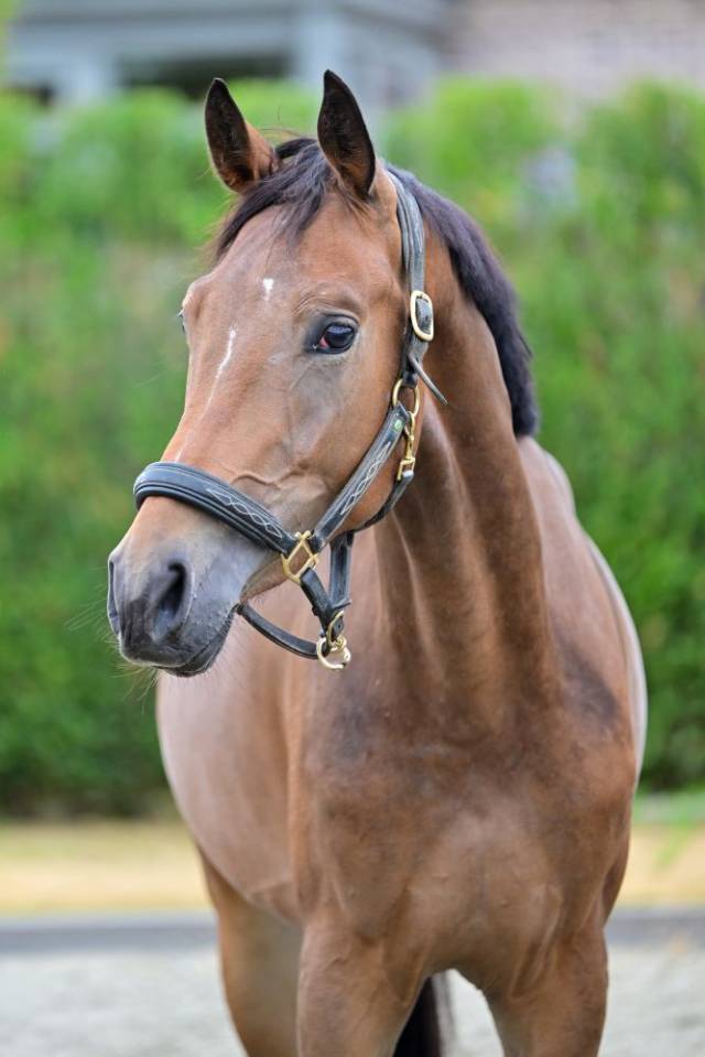 Mare KWPN Dutch Warmblood For sale 2023 Bay