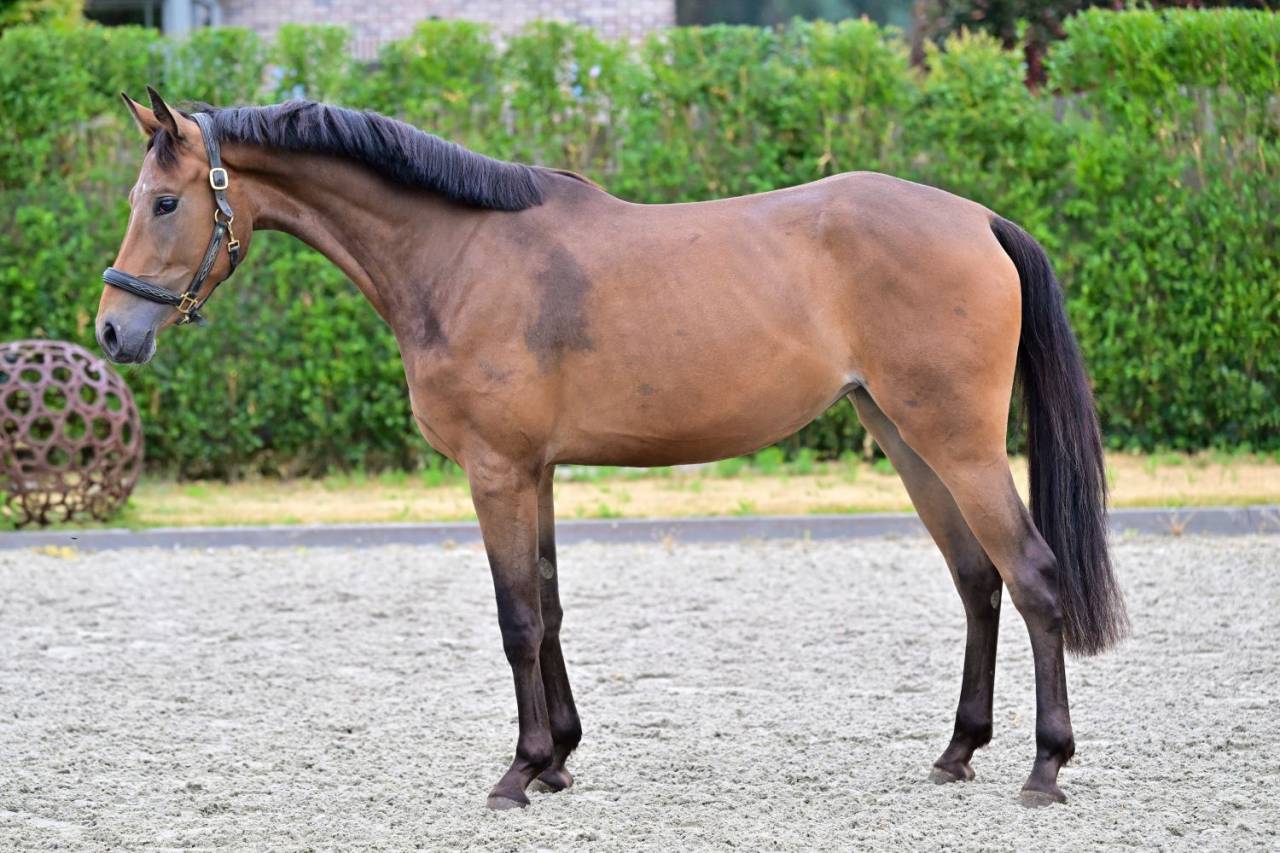 Mare KWPN Dutch Warmblood For sale 2023 Bay